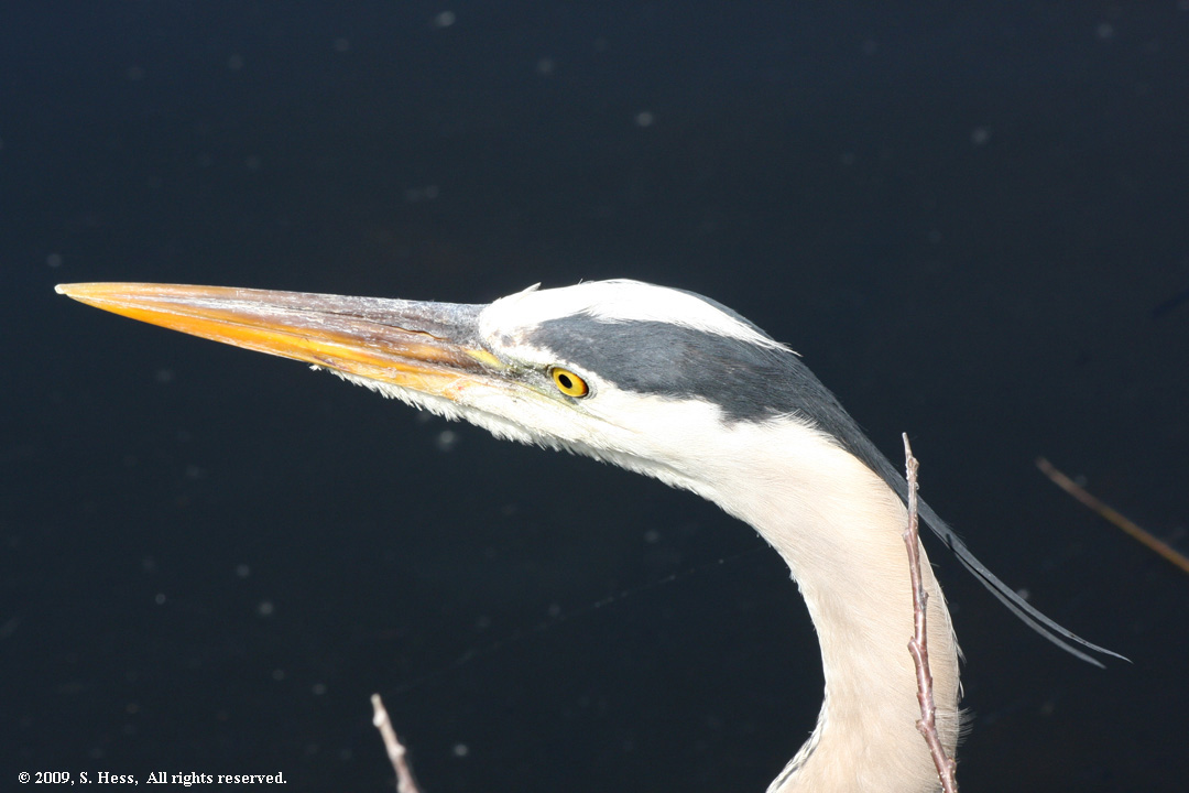 Great Blue heron close up